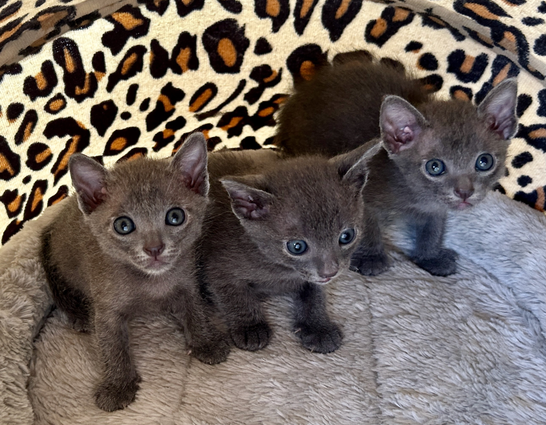 Popee's 1st litter at 4 weeks old